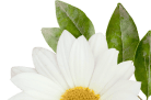 flower_1_4