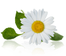 flower_1_9